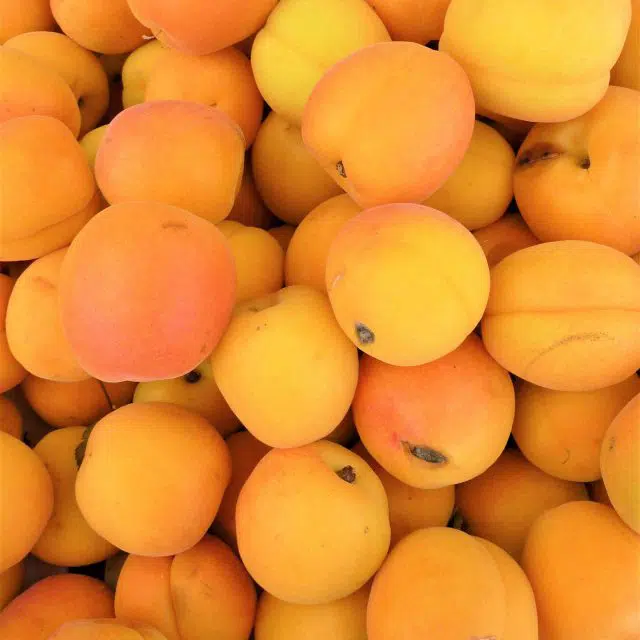 Pile of whole fresh apricots