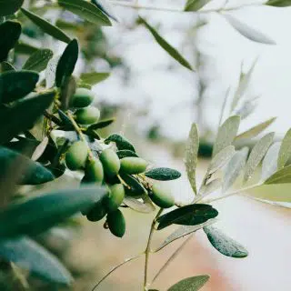 Arbequina olives growing on an olive tree