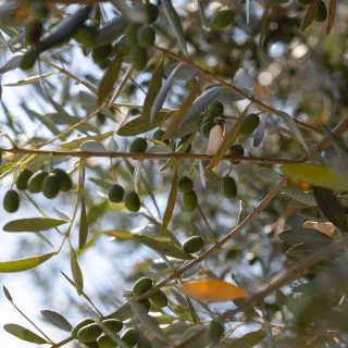 coratina olives growing on an olive tree