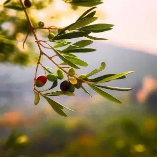 Favolosa olives on a tree branch