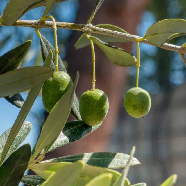 Hojiblanca olives growing on an olive tree
