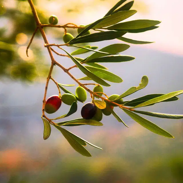 Fresh koroneiki olives growing on an olive tree