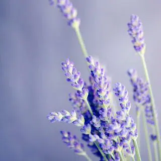 Fresh lavender on stalks