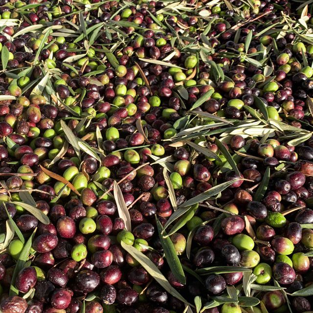 Large pile of freshly picked olives