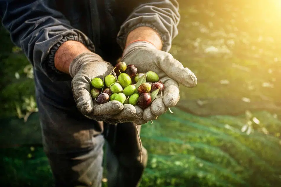 Freshly picked olives in the hands of a farmer