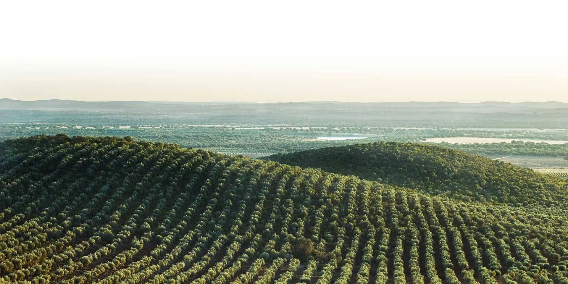 rolling hills full of olive trees